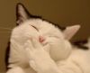 laughingcat