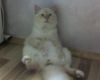 pink_panter