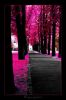 black_pink_life
