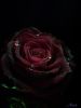 saga_of_dark