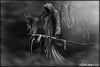 grol