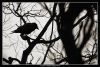gothic_fan