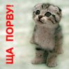 grif@