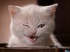 pussy~cat