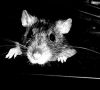 rat