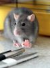rat