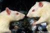 rat
