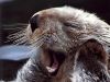 rat