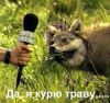 divx