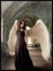 wild~angel