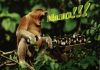выпивончик