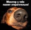 ежиха