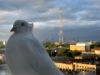 diron))