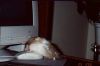 mad_mousy