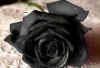 the)emo!tons