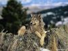 wolf)