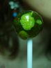 lollipop