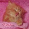 tendre