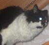 zoo_cat