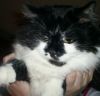 zoo_cat