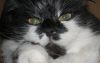 zoo_cat