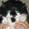 zoo_cat