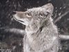 werewolfsaramant
