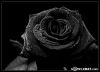 black_hair
