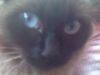 nusha