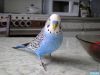 diron))