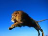 lion1