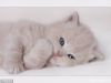 dolce_