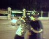 hamer_31