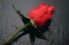 angel@love