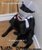 black_cat