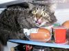 black_cat