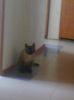 rober