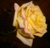 passion_