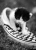 skateengo_o