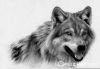 old_wolf