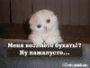 drozd