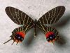 butterfly-luck