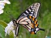butterfly-luck