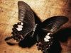 butterfly-luck