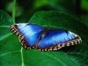 butterfly-luck