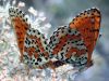 butterfly-luck