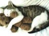 кошк_а