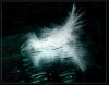 angel_snov