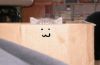 kot_ss