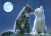 just_n1ce_kitten